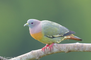 Pink-necked Green Pigeon-250404-102FRYAP-FYA02753-W.jpg