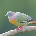 Pink-necked Green Pigeon-250404-102FRYAP-FYA02753-W.jpg