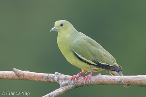 Pink-necked Green Pigeon-260213-153FRYAP-FYA09370-W.jpg
