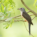 Plaintive Cuckoo-110313-101EOS1D-FYAP0487-W.jpg