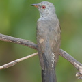 Plaintive Cuckoo-160701-101EOS1D-F1X27461-W.jpg