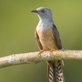 Plaintive Cuckoo-160708-101EOS1D-F1X29901-W.jpg