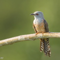 Plaintive Cuckoo-160708-102EOS1D-F1X20118-W.jpg