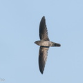 Plume-toed Swiftlet-200419-115MSDCF-FYP07206-W.jpg