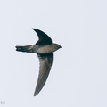 Plume-toed Swiftlet-210129-129MSDCF-FYP07618-W.jpg