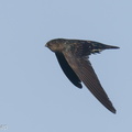 Plume-toed Swiftlet-210521-111MSDCF-FRY00040-W.jpg