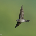 Plume-toed Swiftlet-211223-134MSDCF-FRY00008-W.jpg