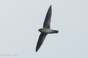 Plume-toed Swiftlet-250312-100FRYAP-FYA02309-W.jpg