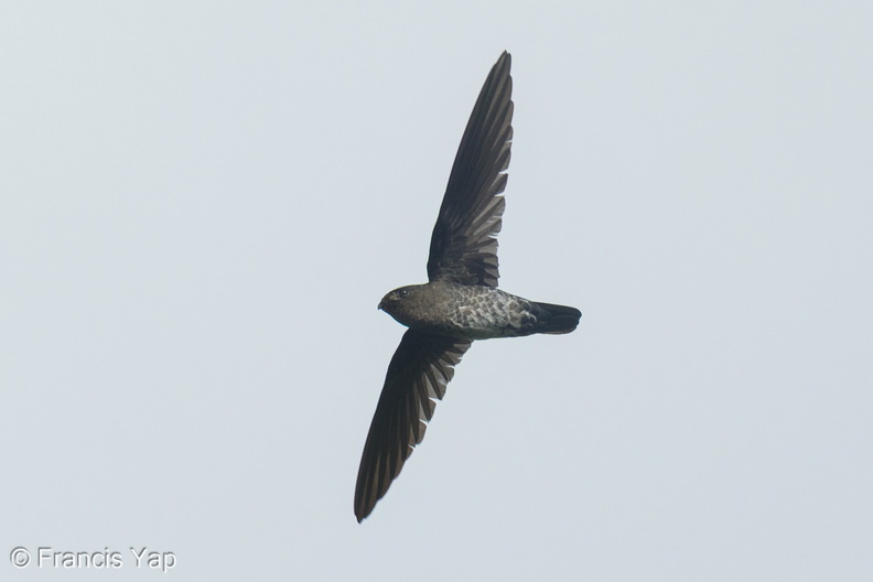 Plume-toed_Swiftlet-250312-100FRYAP-FYA02309-W.jpg