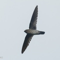 Plume-toed Swiftlet-250312-100FRYAP-FYA02309-W.jpg