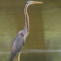Purple_Heron-101015-103EOS7D-IMG_5599-W.jpg