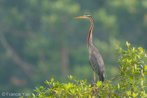Purple Heron-180523-109ND500-FYP_8303-W.jpg