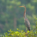 Purple Heron-180523-109ND500-FYP_8303-W.jpg