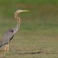 Purple Heron-220106-135MSDCF-FRY04282-W.jpg