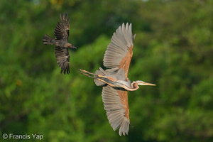 Purple Heron-250819-119FRYAP-FYA05248-W.jpg