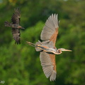 Purple Heron-250819-119FRYAP-FYA05248-W.jpg