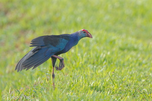 Purple Swamphen-110601-103EOS1D-FYAP1154-W.jpg