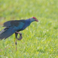 Purple Swamphen-110601-103EOS1D-FYAP1154-W.jpg
