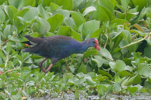 Purple Swamphen-111026-108EOS7D-IMG_8627-W.jpg