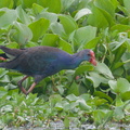 Purple Swamphen-111026-108EOS7D-IMG_8627-W.jpg
