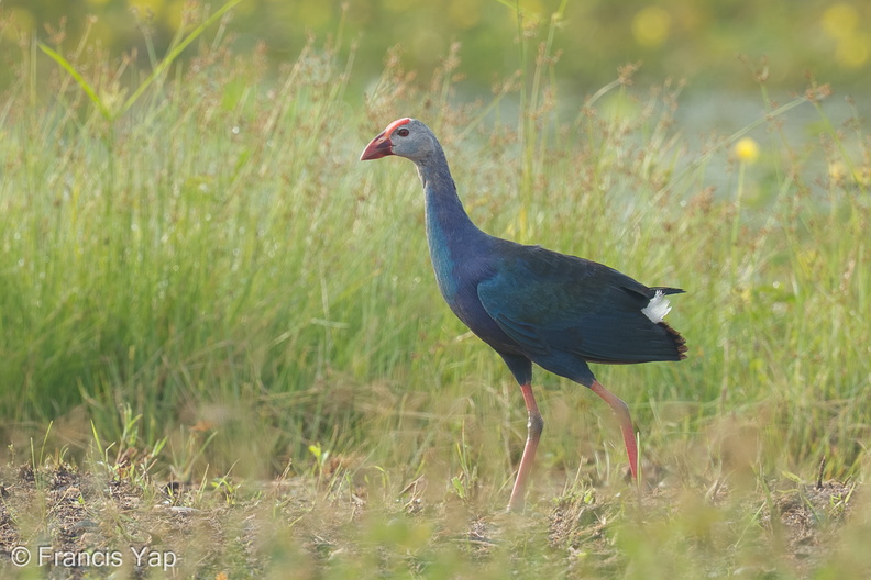 Purple_Swamphen-120628-112EOS1D-FYAP0795-W.jpg