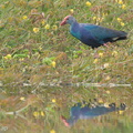 Purple Swamphen-120712-112EOS1D-FYAP3361-W.jpg