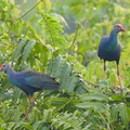 Purple Swamphen-120914-101EOS1D-FY1X6288-W.jpg
