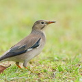 Red-billed Starling-221226-161MSDCF-FYP03805-W.jpg