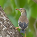 Red-billed Starling-221226-161MSDCF-FYP04144-W.jpg