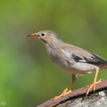 Red-billed Starling-221228-161MSDCF-FYP04539-W.jpg