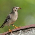 Red-billed Starling-221228-161MSDCF-FYP04598-W.jpg