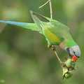 Red-breasted Parakeet-220101-135MSDCF-FRY03860-W.jpg
