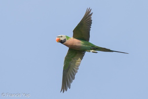 Red-breasted Parakeet-220125-137MSDCF-FRY07191-W.jpg