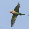 Red-breasted Parakeet-220125-137MSDCF-FRY07191-W.jpg