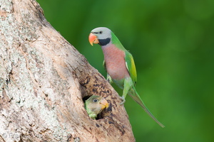 Red-breasted Parakeet-250706-113FRYAP-FYA03011-W.jpg
