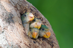 Red-breasted Parakeet-250706-113FRYAP-FYA04062-W.jpg
