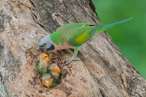 Red-breasted Parakeet-250711-114FRYAP-FYA08044-W.jpg