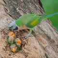 Red-breasted Parakeet-250711-114FRYAP-FYA08044-W.jpg
