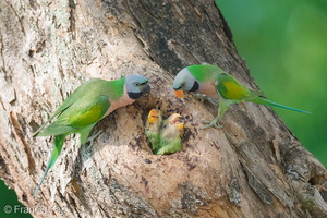 Red-breasted Parakeet-250714-115FRYAP-FYA00118-W.jpg