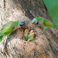 Red-breasted Parakeet-250714-115FRYAP-FYA00118-W.jpg