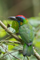 Red-crowned Barbet-120330-110EOS1D-FYAP2611-W.jpg