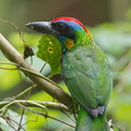 Red-crowned_Barbet-120330-110EOS1D-FYAP2611-W.jpg