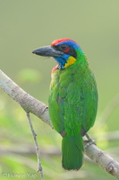 Red-crowned Barbet-230308-171MSDCF-FYP05057-W.jpg