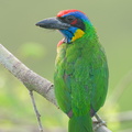Red-crowned Barbet-230308-171MSDCF-FYP05057-W.jpg