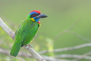 Red-crowned Barbet-230308-171MSDCF-FYP05905-W.jpg