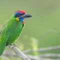 Red-crowned Barbet-230308-171MSDCF-FYP05905-W.jpg