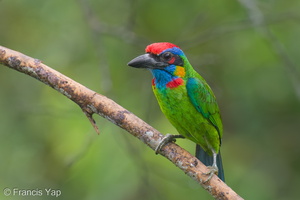 Red-crowned Barbet-250423-105FRYAP-FYA0316-W.jpg