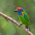 Red-crowned Barbet-250423-105FRYAP-FYA0316-W.jpg