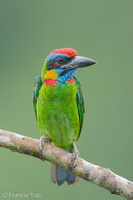 Red-crowned Barbet-250820-120FRYAP-FYA02206-W.jpg