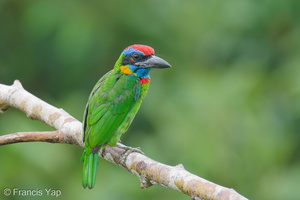 Red-crowned Barbet-250820-120FRYAP-FYA02665-W.jpg
